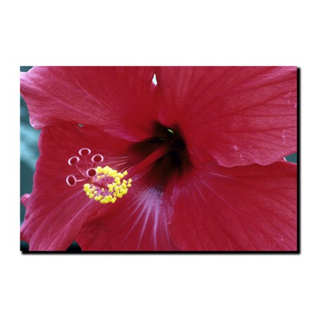 Trademark Fine Art Into The Hibiscus by Kurt Shaffer-Gallery Wrapped 14x19, 14x19 KS2-C1419GG